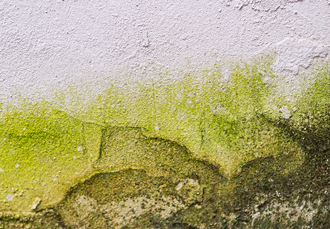 Asbestos & Lead Paint Removal Bronx